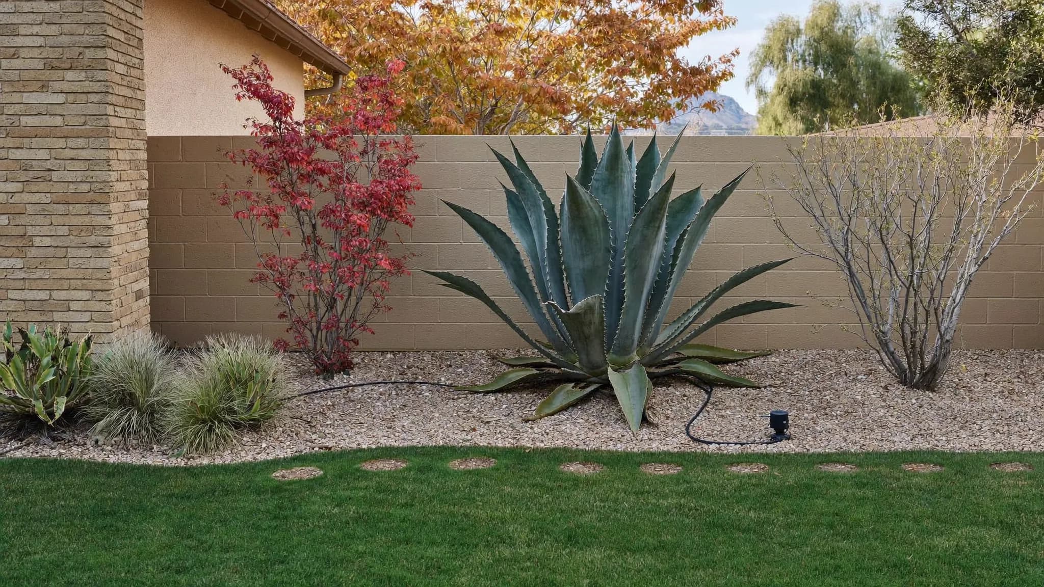 Illustration of a Las Vegas-style desert planting bed with agave and drip irrigation beside a lawn