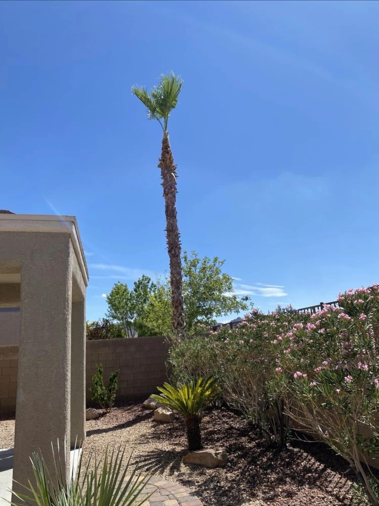Desert planting bed with drip-irrigated palm, shrubs, and mulch in a Las Vegas backyard
